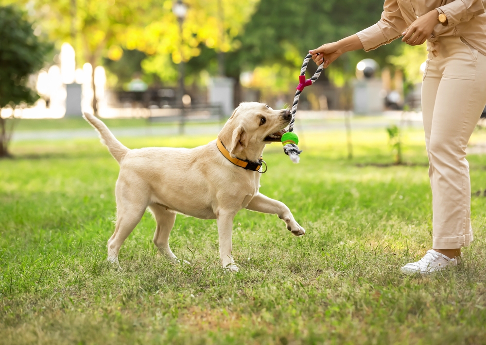 Pets Using PEMF Therapy