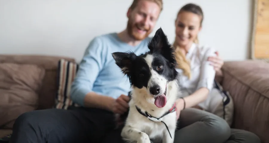 Pets Using PEMF Therapy