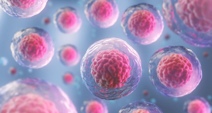 Stem cells inside the body