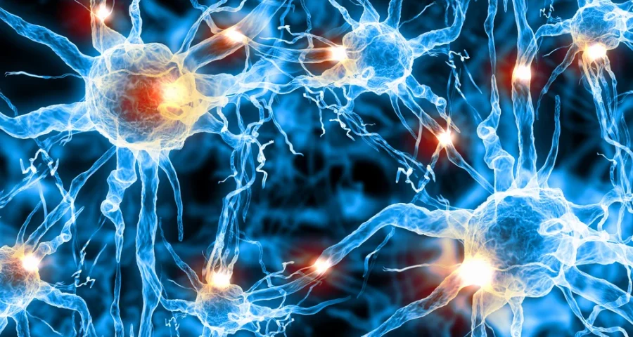 Cells inside the human body